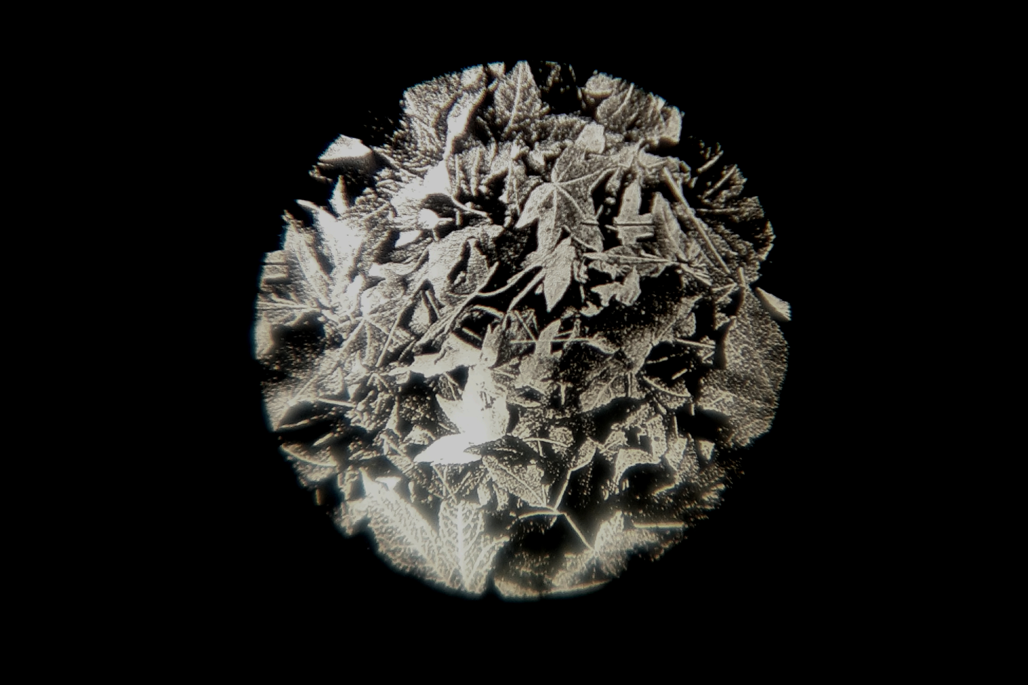 Image of Leaves Breakup Gobo